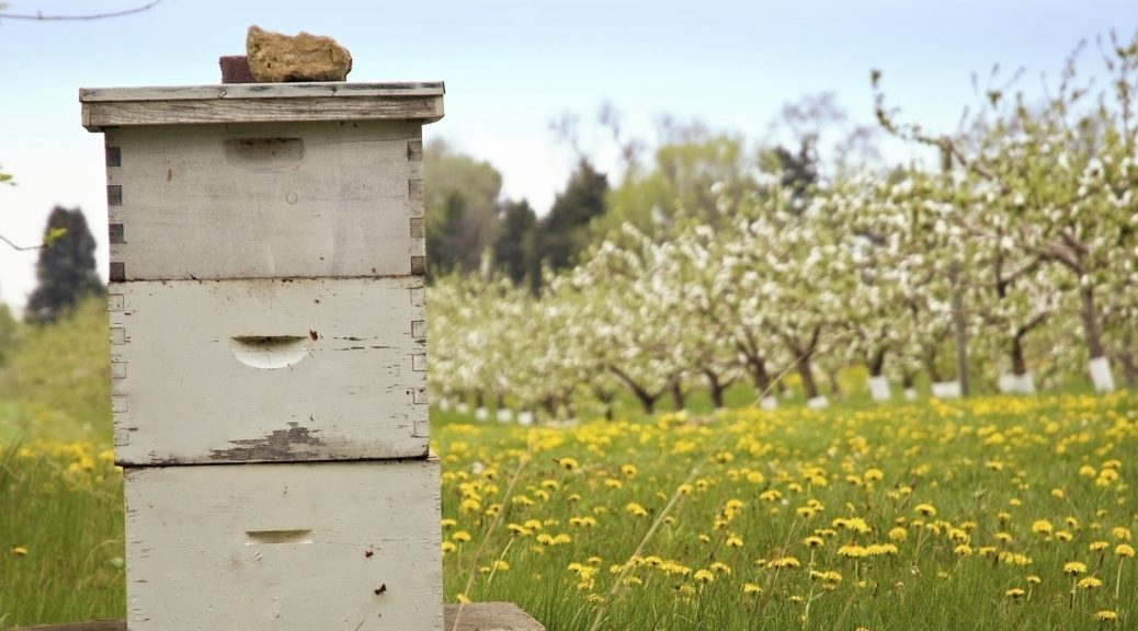 venta de colmenas de abejas