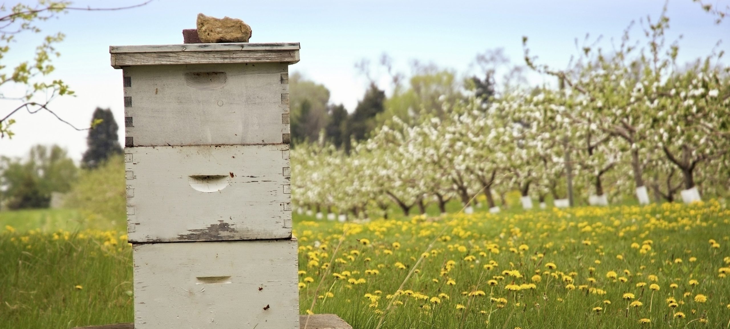 venta de colmenas de abejas