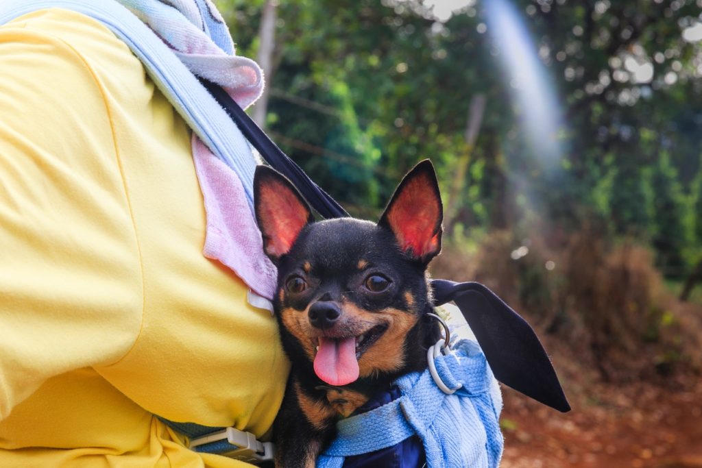 Dieta perros viaje