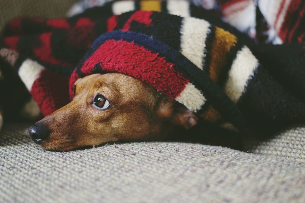 Espuma a medida para cama mascotas